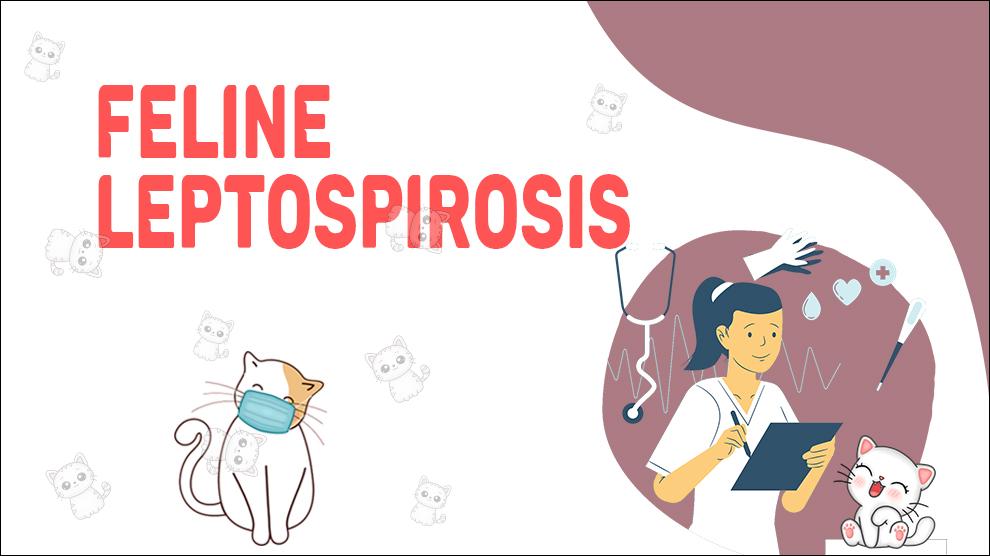 Feline Leptospirosis