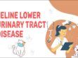 Feline Lower Urinary Tract Disease