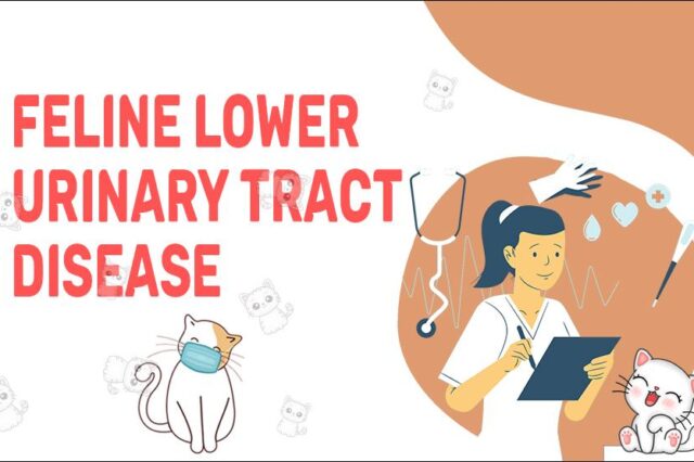 Feline Lower Urinary Tract Disease