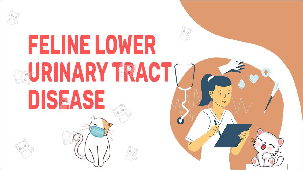 Feline Lower Urinary Tract Disease