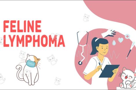 Feline Lymphoma