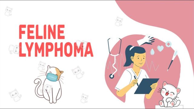 Feline Lymphoma - Symptoms & Treatment - Petmoo