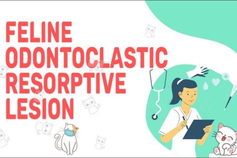 Feline Odontoclastic Resorptive Lesion