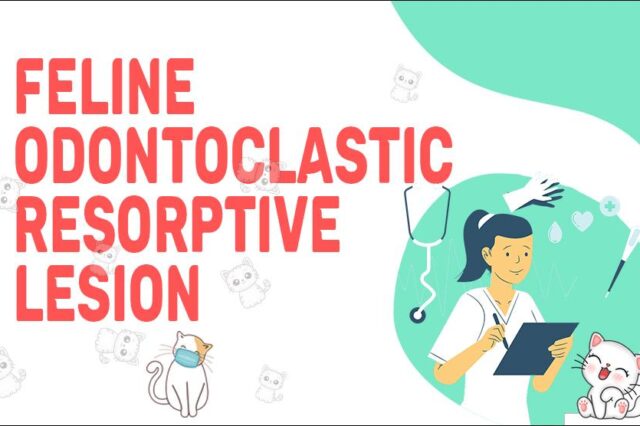Feline Odontoclastic Resorptive Lesion