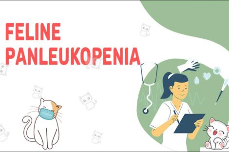 Feline Panleukopenia