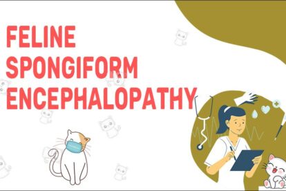 Feline Spongiform Encephalopathy