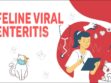 Feline Viral Enteritis