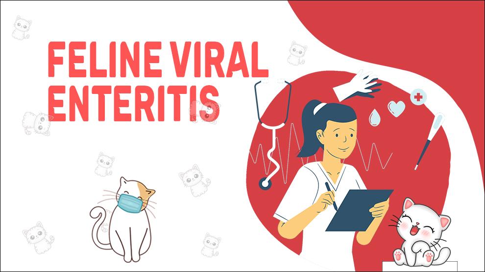 Feline Viral Enteritis