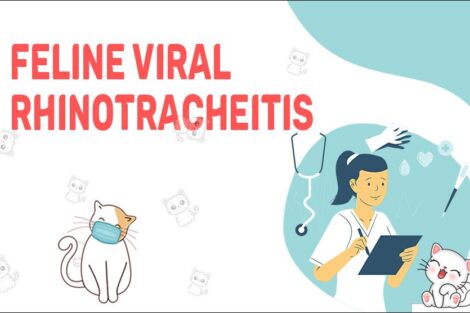 Feline Viral Rhinotracheitis