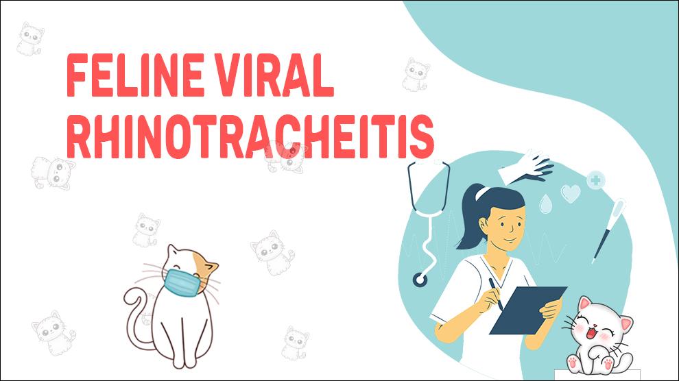 Feline Viral Rhinotracheitis