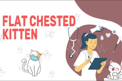 Flat Chested Kitten