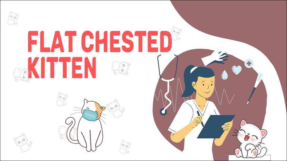 Flat Chested Kitten