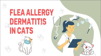 Flea Allergy Dermatitis In Cats - Symptoms & Treatment - Petmoo