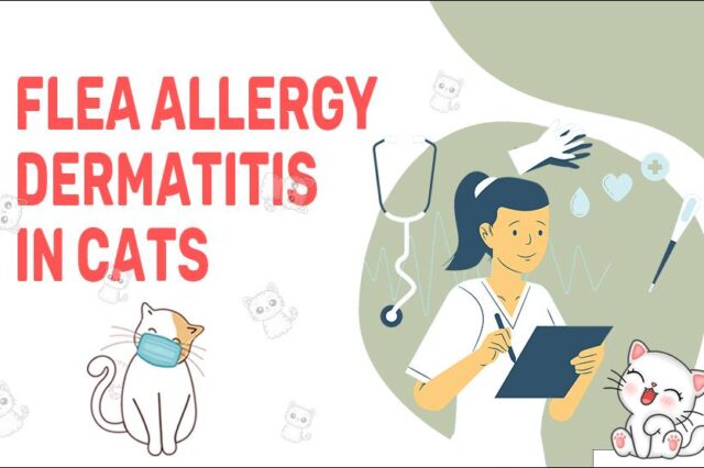 Flea Allergy Dermatitis In Cats