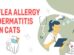 Flea Allergy Dermatitis In Cats