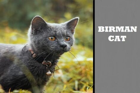 Birman Cats