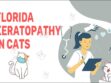 Florida Keratopathy In Cats