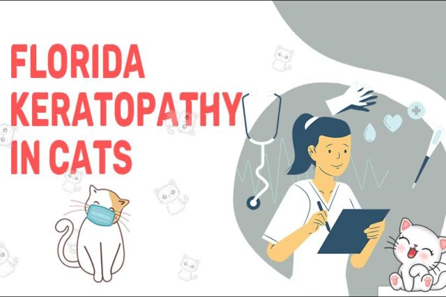 Florida Keratopathy In Cats