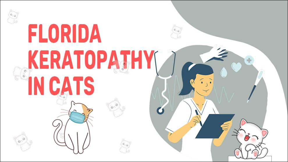 Florida Keratopathy In Cats