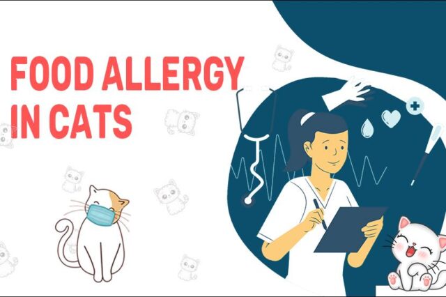 Food Allergy In Cats