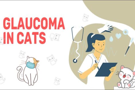 Glaucoma In Cats