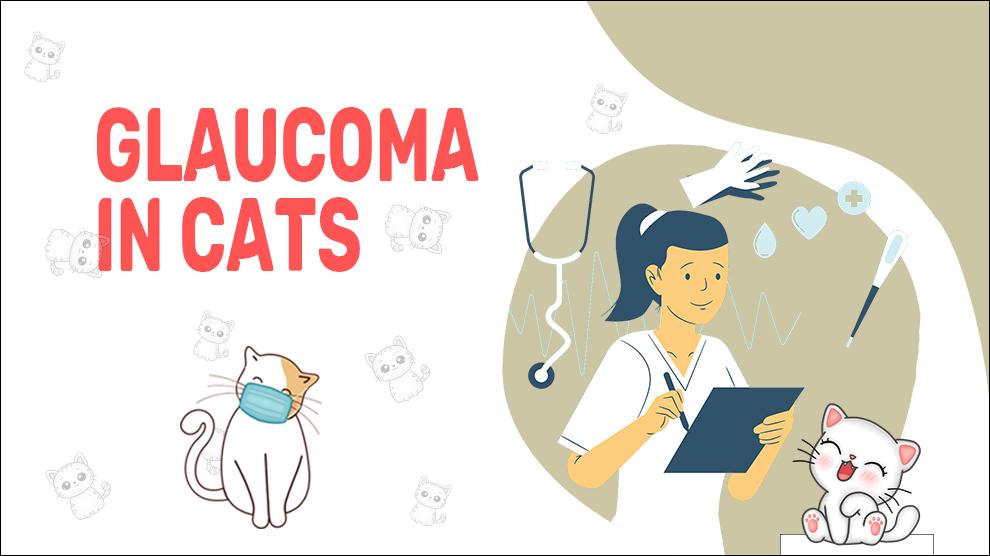 Glaucoma In Cats