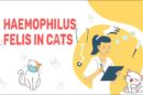 Haemophilus Felis In Cats