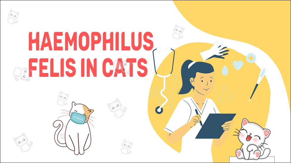 Haemophilus Felis In Cats