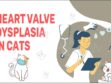 Heart Valve Dysplasia In Cats