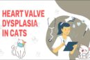 Heart Valve Dysplasia In Cats