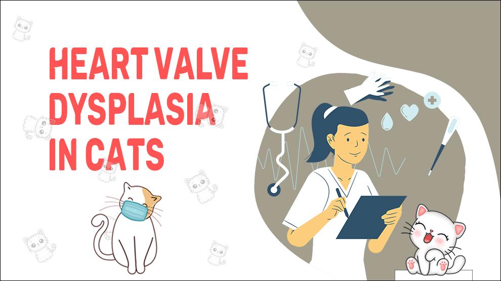 Heart Valve Dysplasia In Cats