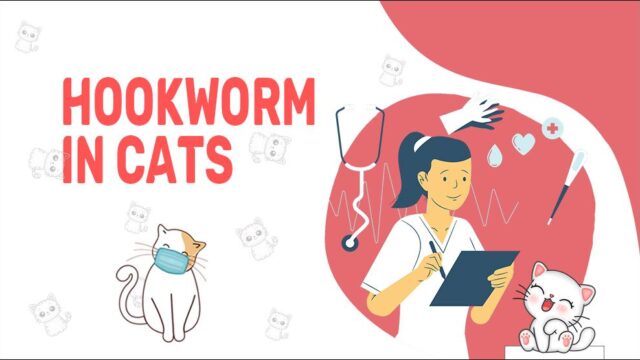Hookworm In Cats: Treatment & Prevention - Petmoo
