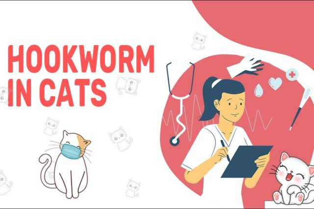 Hookworm In Cats