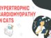 Hypertrophic Cardiomyopathy In Cats