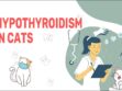 Hypothyroidism In Cats