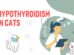 Hypothyroidism In Cats