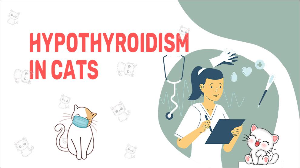 Hypothyroidism In Cats