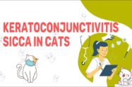 Keratoconjunctivitis Sicca In Cats