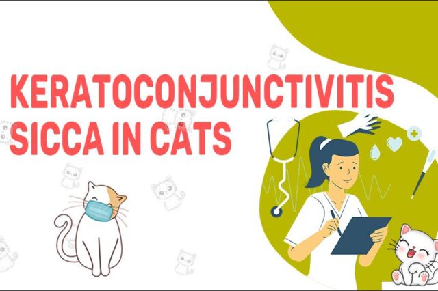 Keratoconjunctivitis Sicca In Cats