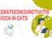 Keratoconjunctivitis Sicca In Cats