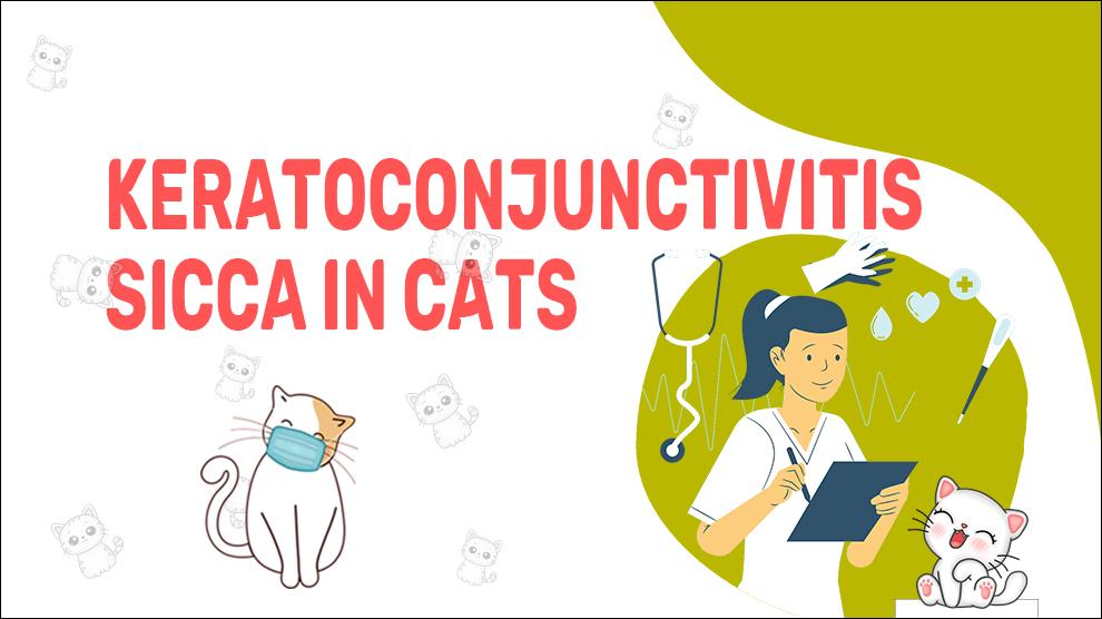 Keratoconjunctivitis Sicca In Cats