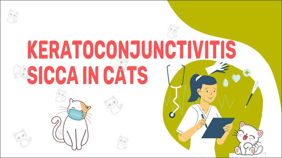 Keratoconjunctivitis Sicca In Cats