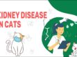 Kidney Disease In Cats