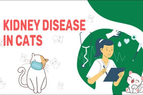 Kidney Disease In Cats