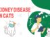 Kidney Disease In Cats