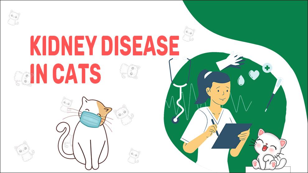 Kidney Disease In Cats