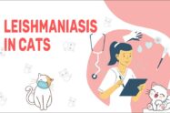 Leishmaniasis In Cats