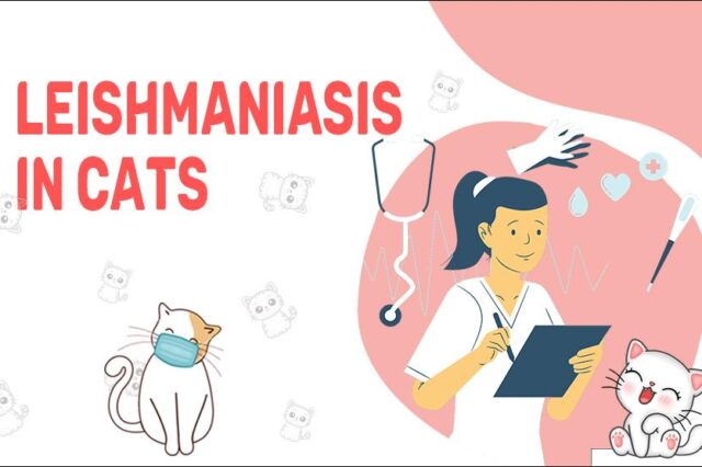 Leishmaniasis In Cats