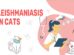 Leishmaniasis In Cats