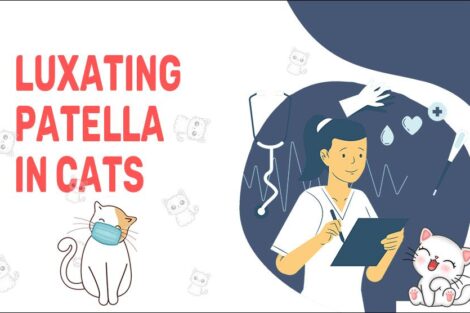 Luxating Patella In Cats